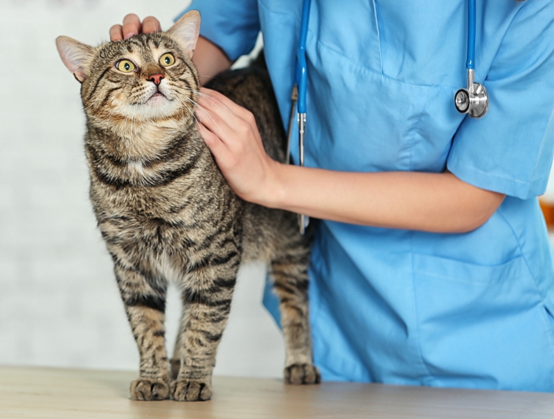 Veterinary Jobs in Cranberry Township