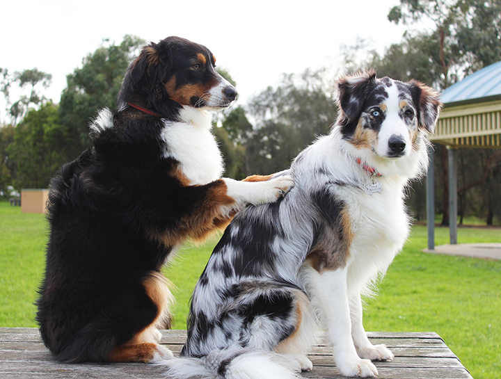 Pet Massage