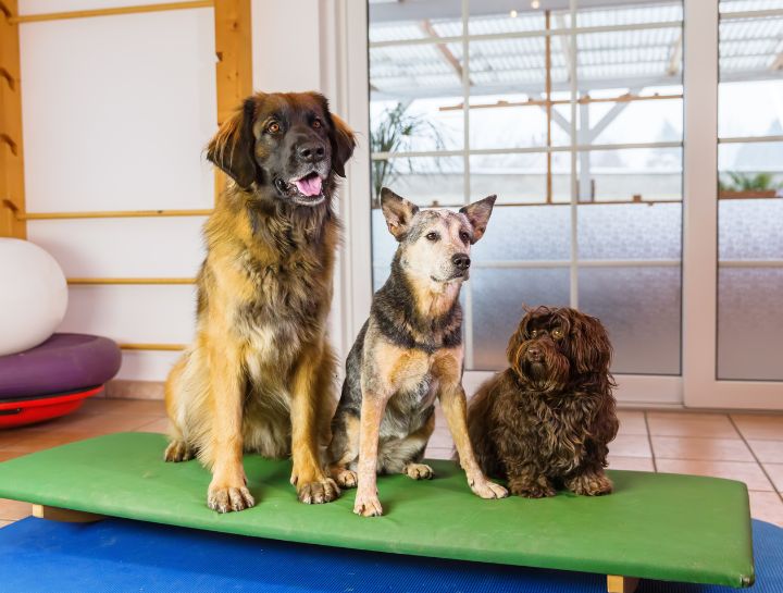 Dog Physical Therapy