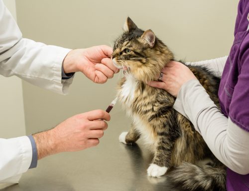 Does My Pet Really Need That? Preanesthetic Blood Work and EKG Testing